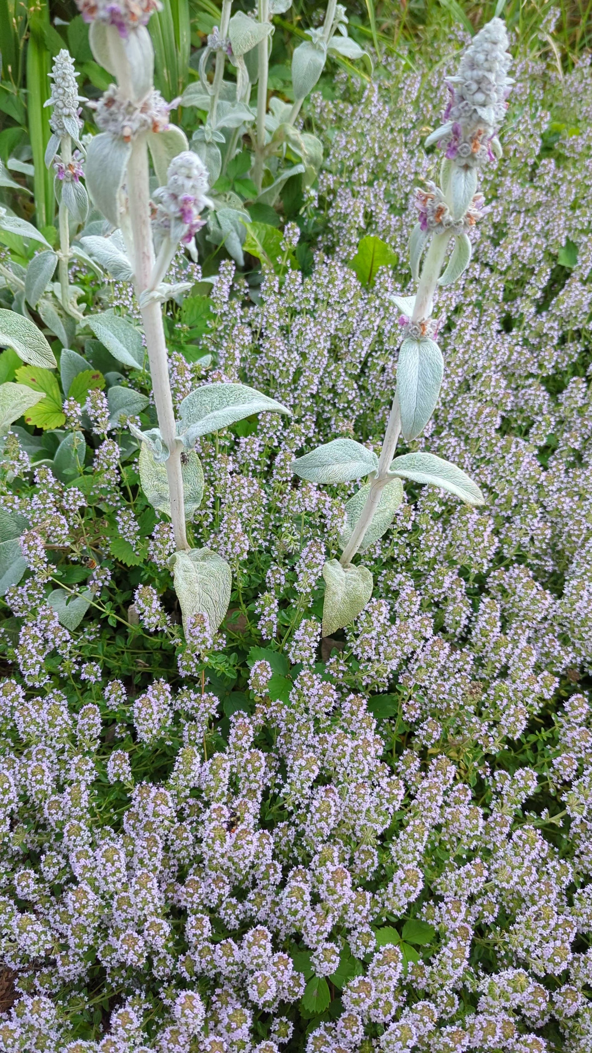 Lot saveur comprenant : une huile d'olive extra vierge m, biologique. D'ITALIE 500 ml  - lot d'épices de SICILE : Marjolaine 30 gr - origan 80 gr - thym 80 gr - préparation mixte pour pâtes et sauces 70 gr - piment mixé pour 80 gr.